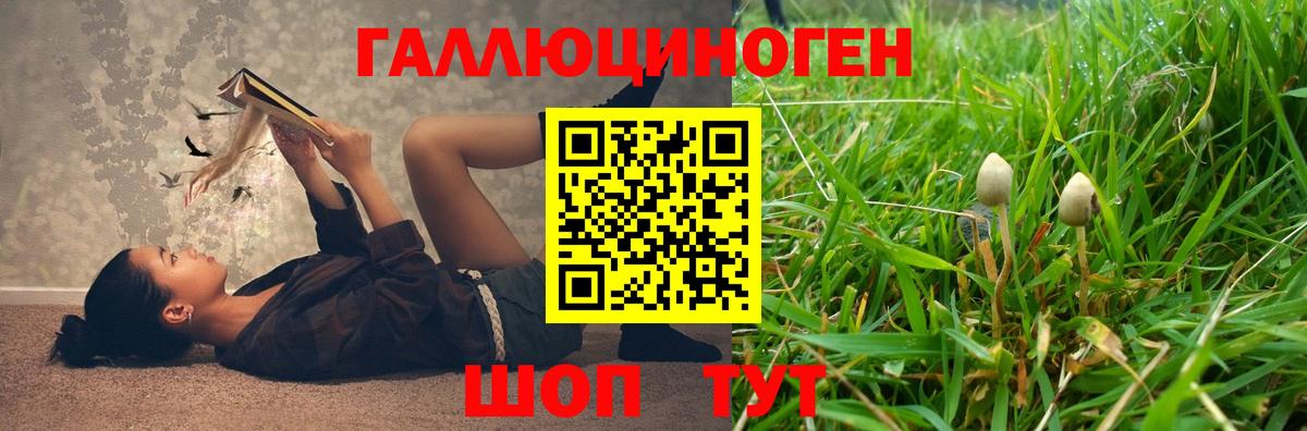 Псилоцибиновые грибы Psilocybine cubensis Стрежевой